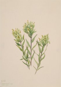 白色印度毛刷 Castilleja occidentalis, 1920. 作者 玛丽·沃克斯·沃尔科特