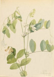 白豌豆（Lathyrus ochroleucus） 作者 玛丽·沃克斯·沃尔科特