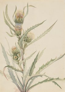 白蓟马 Cirsium hookeranum, n.d. 作者 玛丽·沃克斯·沃尔科特