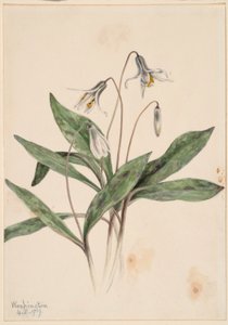 白花鱼腥草（Erythronium albidum） 作者 玛丽·沃克斯·沃尔科特
