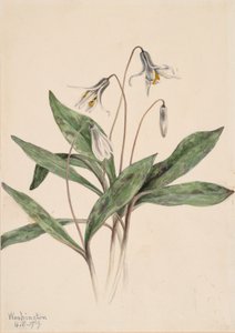 White Troutlily Erythronium albidum, 1919. 作者 玛丽·沃克斯·沃尔科特