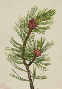 白皮松（Pinus albicaulis） 作者 玛丽·沃克斯·沃尔科特