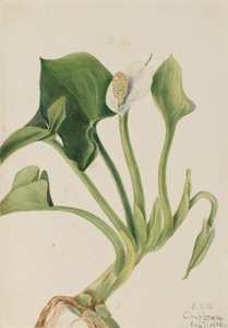 野生马蹄莲 Calla palustris, 1919. 作者 玛丽·沃克斯·沃尔科特