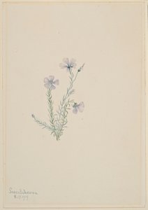 野生亚麻（Linum lewisii） 作者 玛丽·沃克斯·沃尔科特