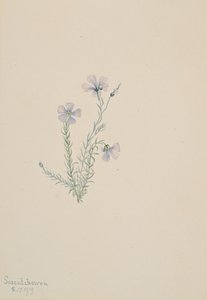 野生亚麻 Linum lewisii, 1919. 作者 玛丽·沃克斯·沃尔科特