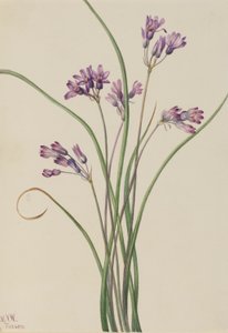 野风信子（Brodiaea pulchella） 作者 玛丽·沃克斯·沃尔科特
