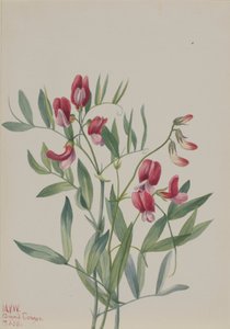 野生豌豆 Lathyrus decaphyllus, 1938.