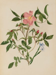 野蔷薇和蓝眼草 Rosa种和Sisyrinchium种，未注明。 作者 玛丽·沃克斯·沃尔科特