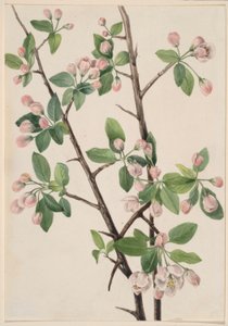 野生甜蟹（Malus coronaria） 作者 玛丽·沃克斯·沃尔科特