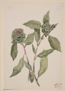 柳树（Salix） 作者 玛丽·沃克斯·沃尔科特