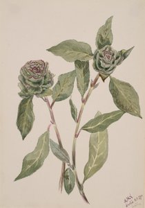 柳树Salix, 1900. 作者 玛丽·沃克斯·沃尔科特