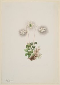 木蛱蝶（Moneses uniflora） 作者 玛丽·沃克斯·沃尔科特