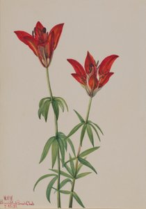 木百合（Lilium philadelphicum） 作者 玛丽·沃克斯·沃尔科特