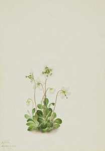 木若虫（Moneses uniflora） 作者 玛丽·沃克斯·沃尔科特