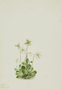 木质蛱蝶Moneses uniflora，1925。 作者 玛丽·沃克斯·沃尔科特