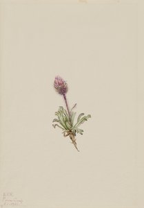 Woolly Fleabane Erigeron lanatus, 1921. 作者 玛丽·沃克斯·沃尔科特