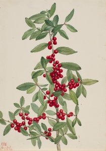 油桐（Ilex vomitoria） 作者 玛丽·沃克斯·沃尔科特