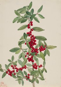Yaupon Ilex vomitoria, 1926. 作者 玛丽·沃克斯·沃尔科特