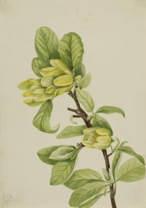 Yellow Cucumbertree Magnolia cordata, 1922. 作者 玛丽·沃克斯·沃尔科特