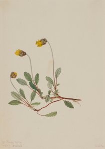 黄干尸（Dryas drummondii） 作者 玛丽·沃克斯·沃尔科特