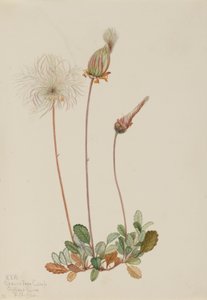 黄旱鸭（果实）（Dryas drummondii） 作者 玛丽·沃克斯·沃尔科特