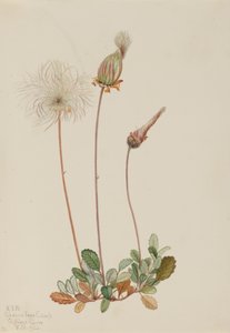 Yellow Dryad fruit Dryas drummondii, 1920. 作者 玛丽·沃克斯·沃尔科特