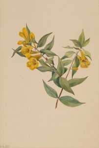 Yellow Jessamine Gelsemium sempervirens, 1905. 作者 玛丽·沃克斯·沃尔科特