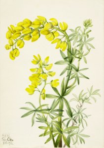 黄羽扇豆（Lupinis arboreus） 作者 玛丽·沃克斯·沃尔科特