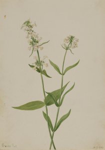 黄五步蛇（Pentstemon confertus） 作者 玛丽·沃克斯·沃尔科特