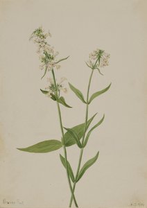 Yellow Pentstemon Pentstemon confertus, 1904. 作者 玛丽·沃克斯·沃尔科特