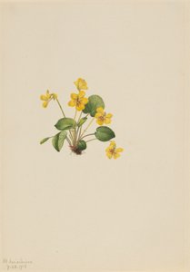 Yellow Violet Viola orbiculata, 1916. 作者 玛丽·沃克斯·沃尔科特
