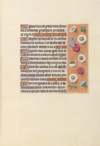 西班牙天主教女王伊莎贝拉的小时：  Fol.104r 作者 马克西米利安第一本祈祷书的硕士