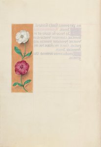 西班牙天主教女王伊莎贝拉的小时：  Fol.23v 作者 马克西米利安第一本祈祷书的硕士