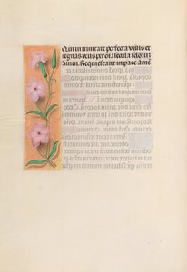 西班牙天主教皇后伊莎贝拉女王的时间： 256v，《处女与孩子》，c。 1500。 作者 马克西米利安第一本祈祷书的硕士