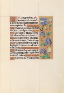 西班牙天主教女王伊莎贝拉的小时：  Fol.59r 作者 马克西米利安第一本祈祷书的硕士