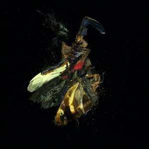 杀虫剂 18，2009 年（C 型照片） 作者 马特·科利肖