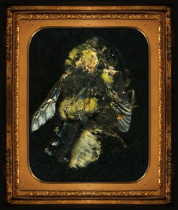 杀虫剂 2，2006 年（C 型照片） 作者 马特·科利肖