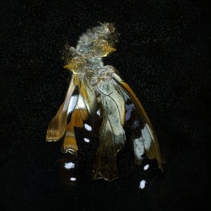 杀虫剂 38，2011 年（C 型照片） 作者 马特·科利肖