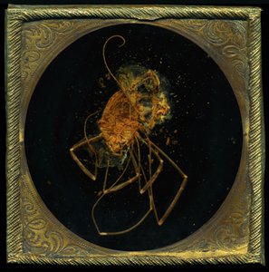 杀虫剂 5，2006 年（C 型照片） 作者 马特·科利肖