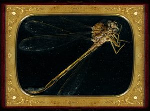 杀虫剂 7，2006 年（C 型照片） 作者 马特·科利肖