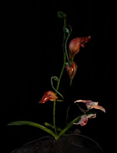 Venal Muse, Lafage, 2012（树脂、搪瓷漆、木材、玻璃、钢材） 作者 马特·科利肖