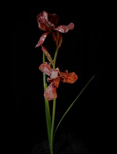 Venal Muse, Viridor, 2012（树脂、搪瓷漆、木材、玻璃、钢材） 作者 马特·科利肖