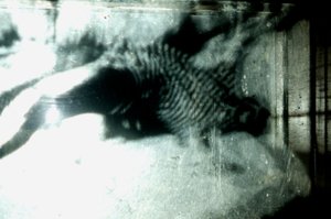 Wormery, 2009（木材、玻璃、钢、投影仪和播放器） 作者 马特·科利肖
