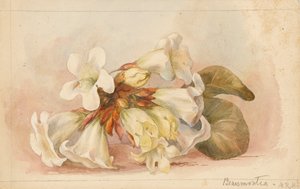 Beaumontia"，约 1880 年（水彩画） 作者 玛蒂尔达·罗斯·赫歇尔