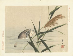 芦苇旁的潜水鸭
敬文的花鸟素描--第三部分（系列标题）
Keibun kacho gafu kohen（物体上的系列标题） 作者 青木小三郎
