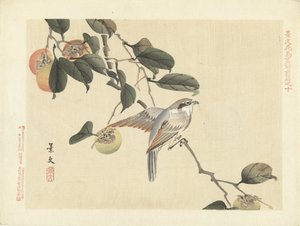 鸟和柿子
Keibun 的花鸟素描--第一部分（系列标题）
Keibun kacho gafu zenpen（物体上的系列标题） 作者 青木小三郎