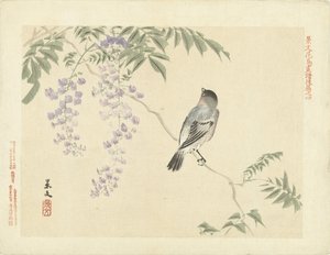 紫藤枝上的鸟
Keibun 的花鸟素描--第三部分（系列标题）
Keibun kacho gafu kohen（物体上的系列标题） 作者 青木小三郎