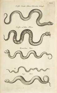 表 II，蛇，插图选自《Historiæ naturalis de quadrupetibus》。 作者 年轻的玛利亚人马陶斯