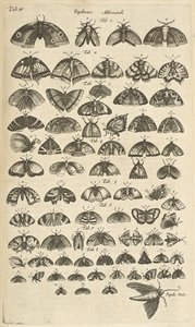 标签表 IV，蝴蝶和飞蛾，《Historiæ naturalis de quadrupetibus》插图 作者 年轻的玛利亚人马陶斯