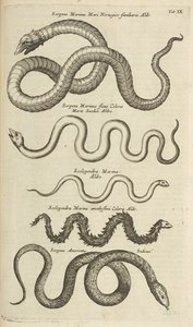 表 IX，海蛇，插图选自《Historiæ naturalis de quadrupetibus》。 作者 年轻的玛利亚人马陶斯